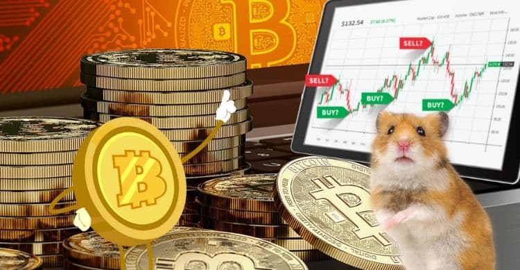 Elon Musk's Mr. Goxx and Dogecoin Tweets Boost Hamster Crypto as Bitcoin Levels on Coinbase Rise